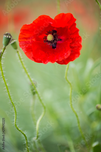 Fototapeta Naklejka Na Ścianę i Meble -  Close-up wild poppy flowers in a field