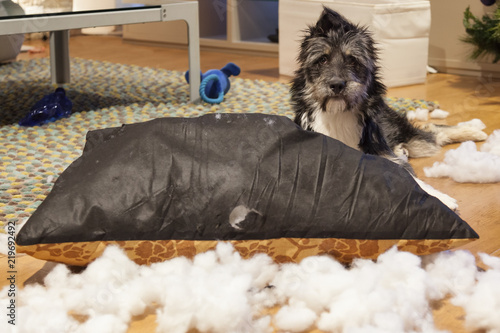 Εκτύπωση καμβά Cutie dog with ripped up cushion
