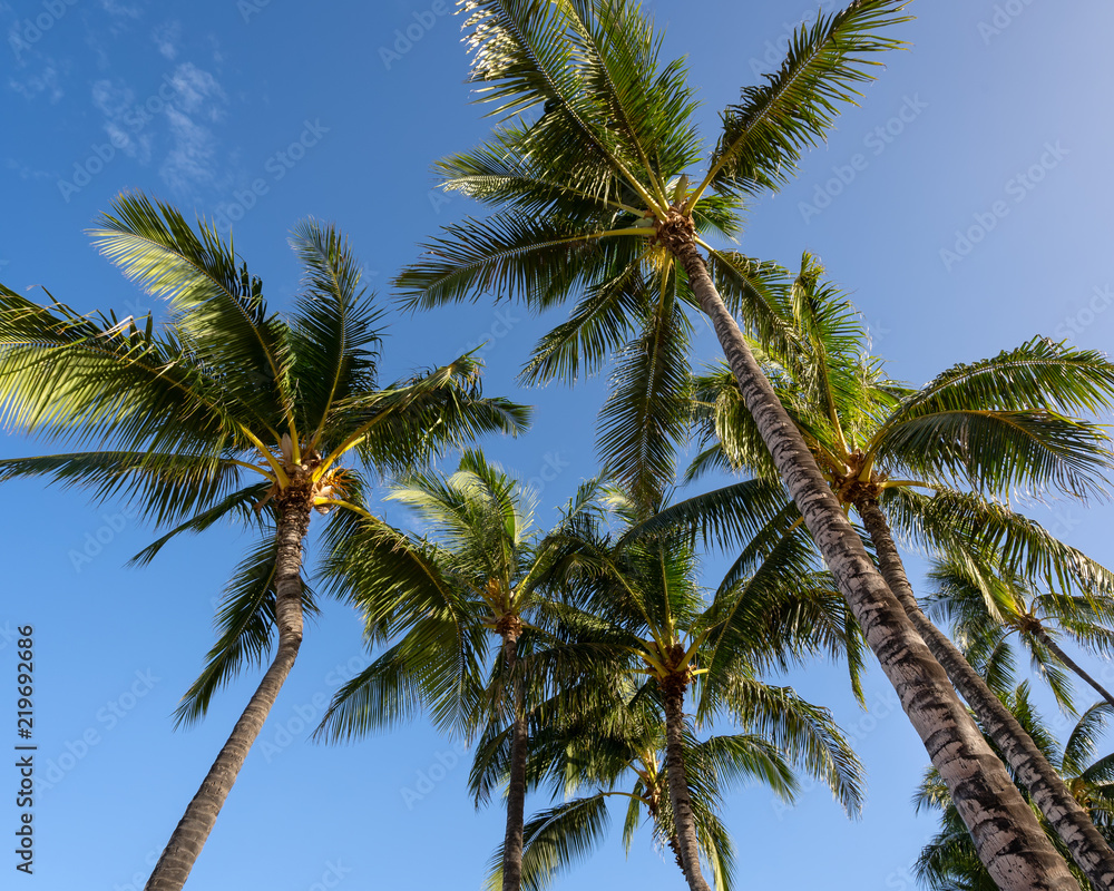 Palm Trees against a blue sky