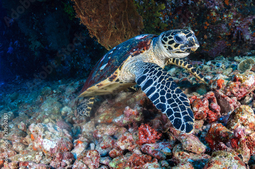 A friendly Hawksbill Sea Turtle feeding on soft corals on a tropical coral reef at sunrise