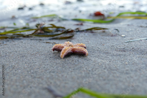 Seestern an der Ostsee - Strand Brook