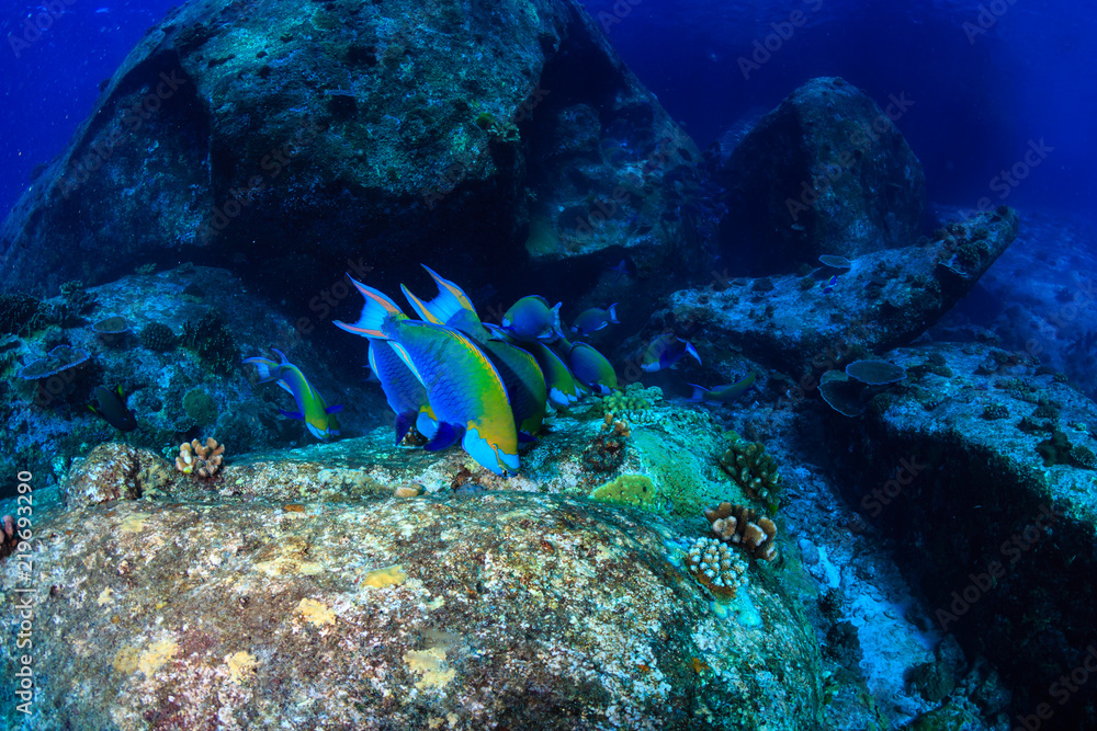Fototapeta premium Colorful Parrotfish feeding on a dark tropical coral reef