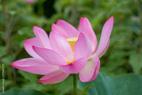 single lotus flower blossom at Kenilworth Gardens in Washington DC USA