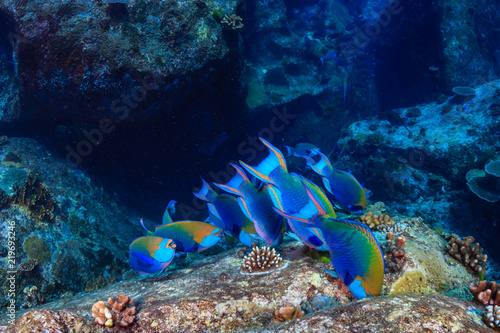 Fototapeta Naklejka Na Ścianę i Meble -  Colorful Parrotfish feeding on a dark tropical coral reef