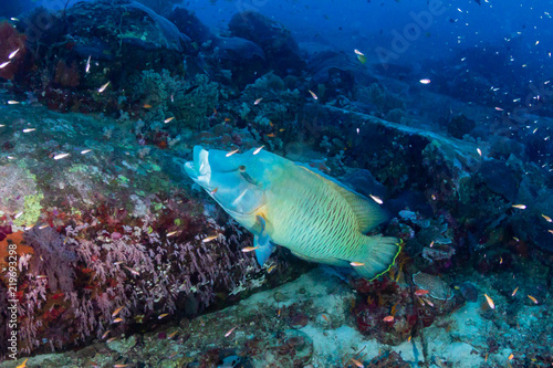 Colorful Parrotfish feeding on a dark tropical coral reef