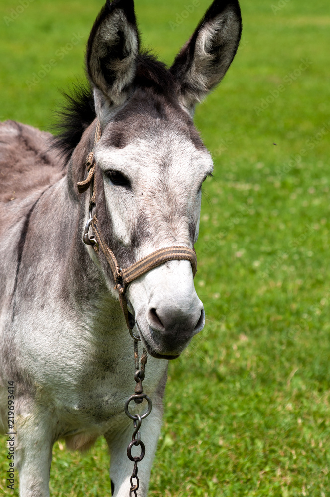 Sweet, happy, little donkey (Equus africanus asinus) on a grassy meadow in sunny summer Sweet, happy, little donkey (Equus africanus asinus) on a grassy meadow in sunny summer