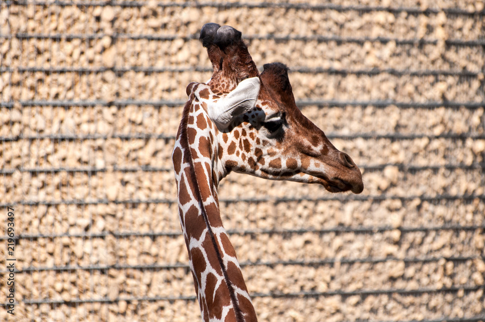 Obraz premium Giraffe looking right, rocky wall in the background, at the zoological park