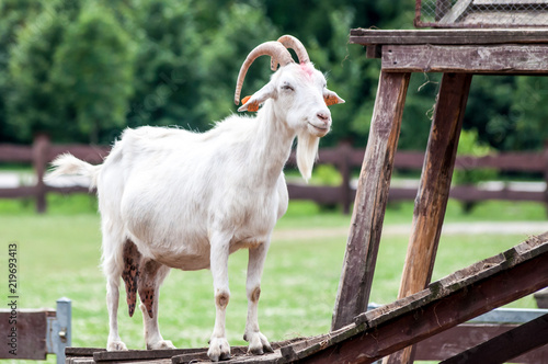 Obraz na płótnie White goat (Capra aegagrus hircus) standing on a wooden foundation looking at he