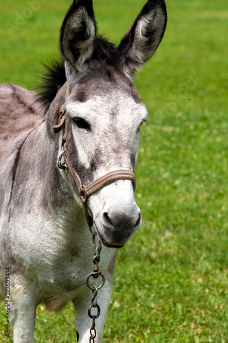 Sweet, happy, little donkey (Equus africanus asinus) on a grassy meadow in sunny summer