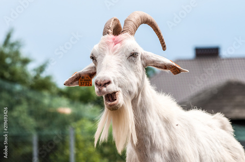 Fotografie Goat (Capra aegagrus hircus) chewing hay in front of a cottage house