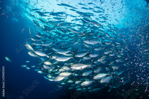A huge school of Jacks in a blue water tropical ocean photo