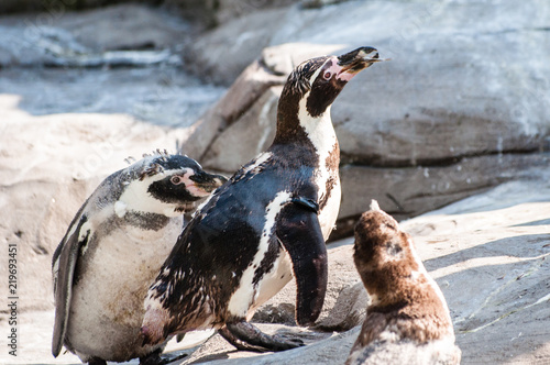 The penguin family, three penguins hunting for food, one of them is eating a fish