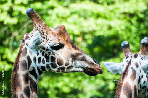 Two wild giraffes  at the zoological park