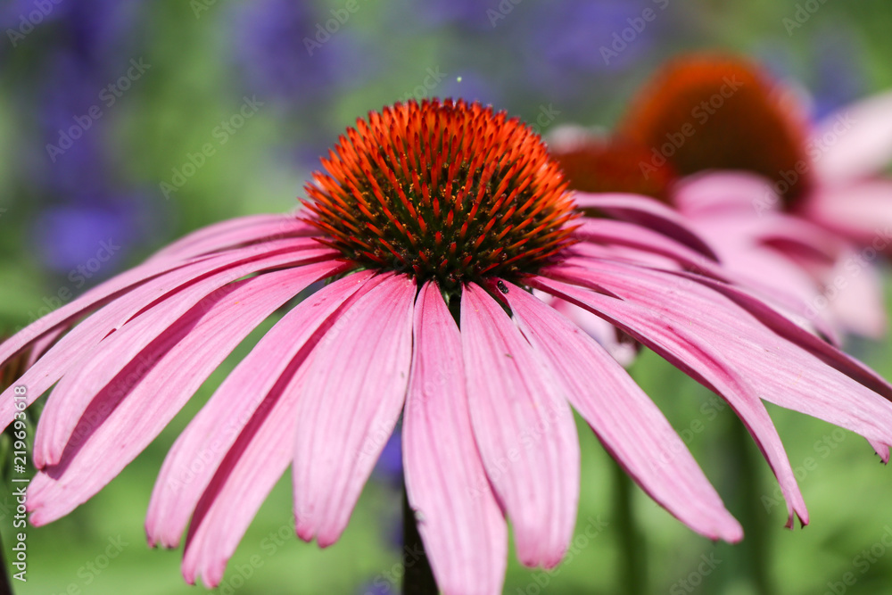 Blooming pink flower Blooming pink flower