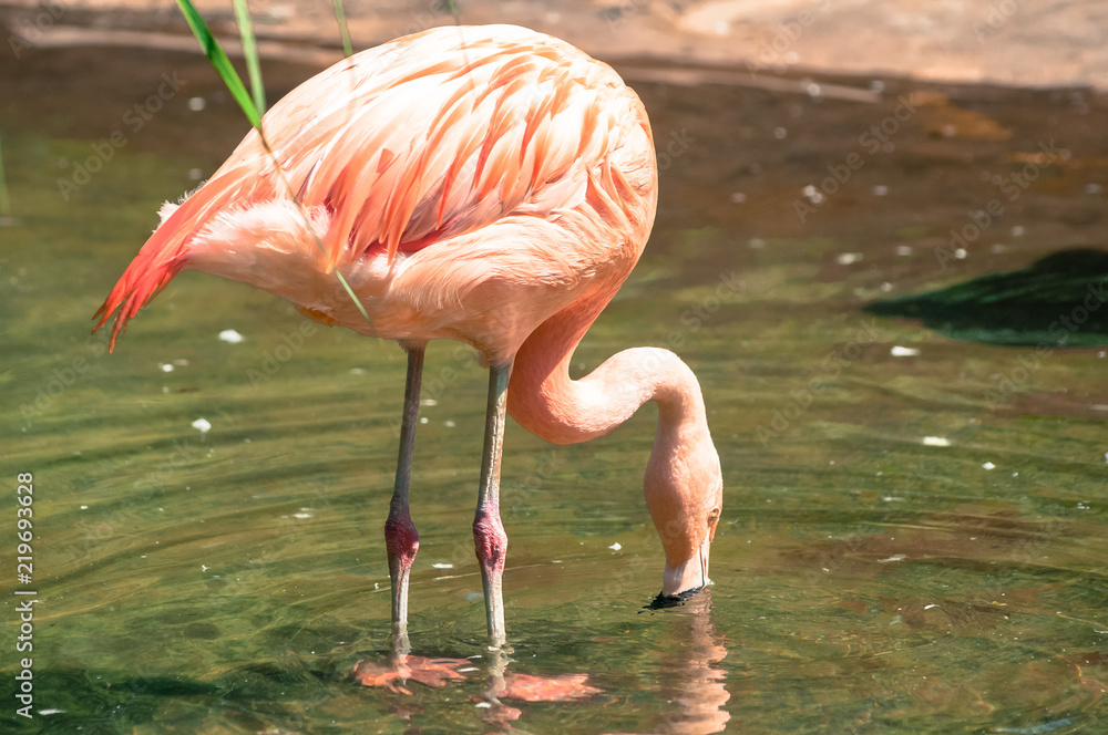 Phoenicopterus Roseus commonly called Pink Flamingo drinking water from a little pond, at the zoological zoo