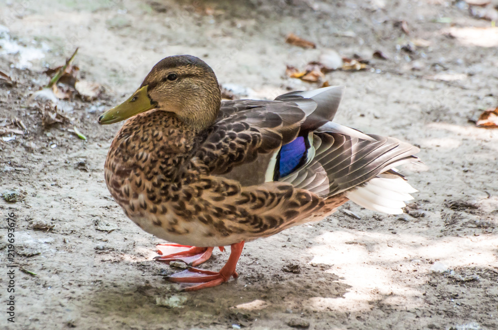Duck standing on the ground, looking left, enjoying the sun, at the zoological park Duck standing on the ground, looking left, enjoying the sun, at the zoological park
