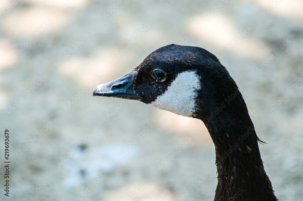 Goose looking left, with a beautiful dark eye in the blurry background, at the zoological park Goose looking left, with a beautiful dark eye in the blurry background, at the zoological park