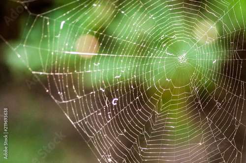 Spider's web meticulously done, at the park