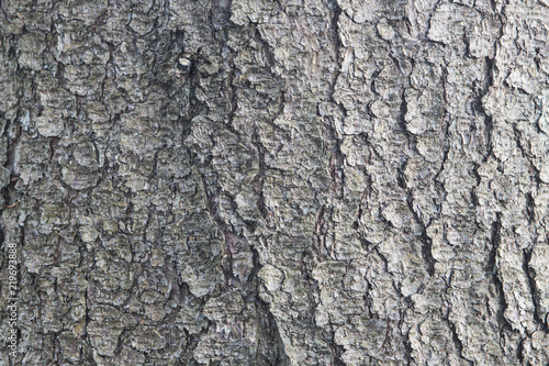 aspen bark, texture