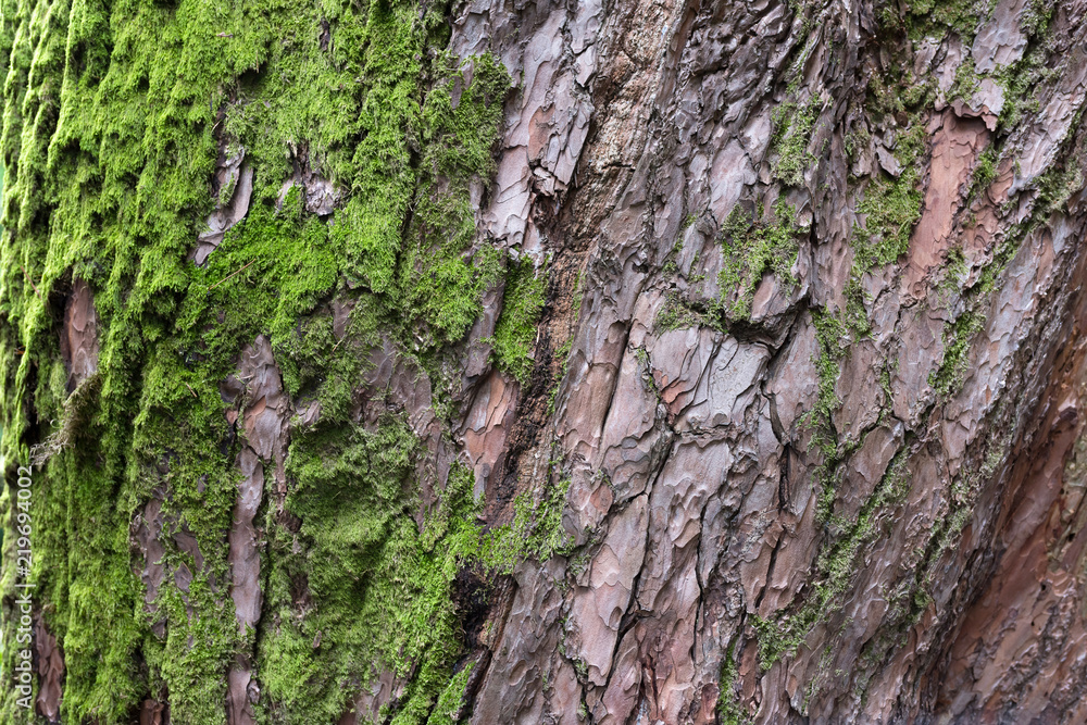 Tree trunk with moss. Closeup