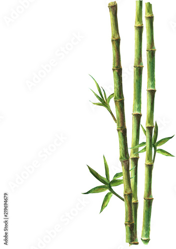Green bamboo plants isolated on white background © Olga