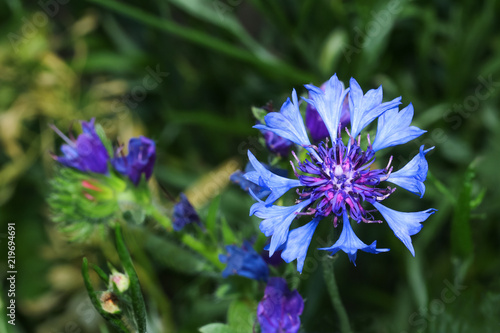 Blaue Kornblume, Centaurea cyanus photo