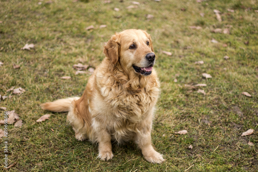 old golden retriever dog