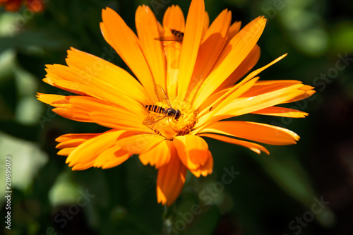 Two flies hovering the marigold flower