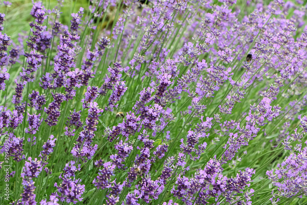Obraz premium Echter Lavendel, Lavandula angustifolia