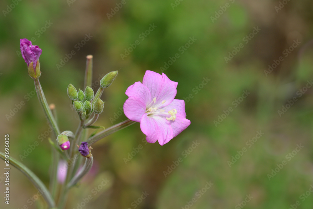 Great hairy willowherb