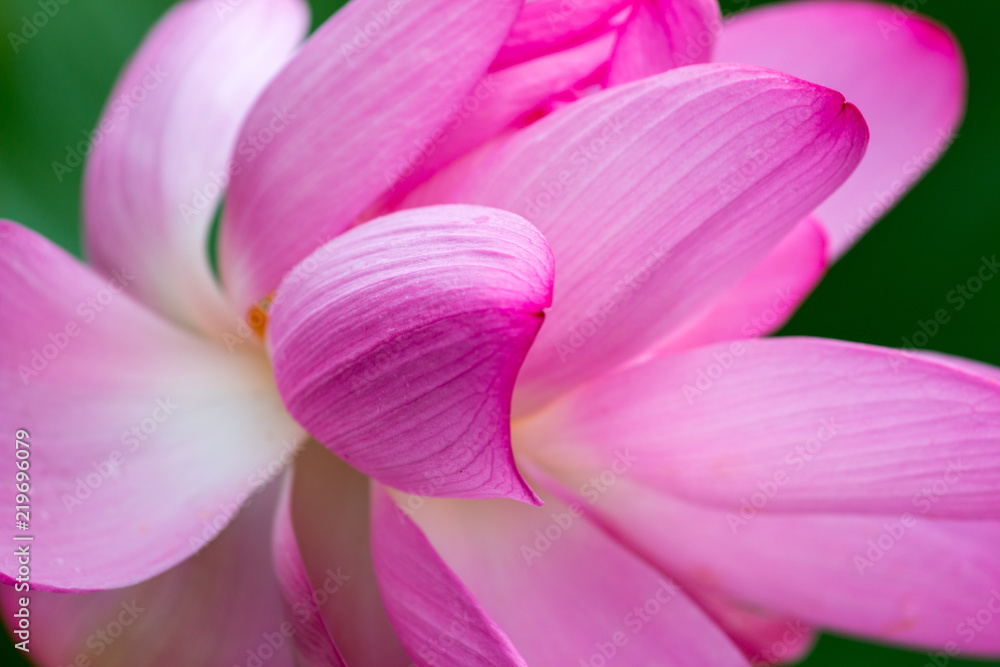 closeup of lotus flower blossom at Kenilworth Acquatic garden in Washington DC USA
