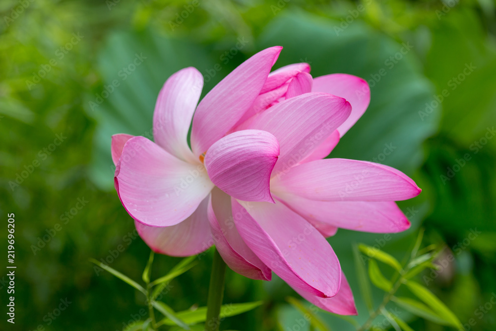 closeup of lotus flower blossom at Kenilworth Acquatic garden in Washington DC USA closeup of lotus flower blossom at Kenilworth Acquatic garden in Washington DC USA