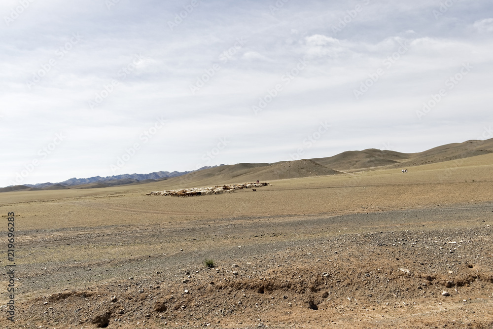 Mongolia - crossing a herd of goats and sheep through the Gobi desert. Mongolia - crossing a herd of goats and sheep through the Gobi desert.