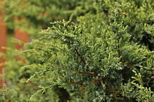 Juniperus - detail of twigs