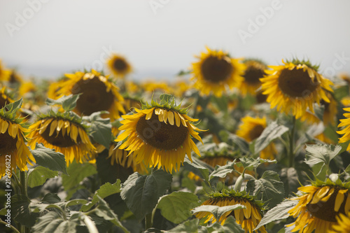 Fototapeta Naklejka Na Ścianę i Meble -  Colorful sunflower field and wind
