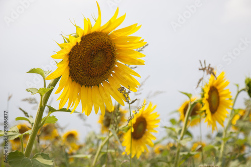 Fototapeta Naklejka Na Ścianę i Meble -  Colorful sunflower field and wind
