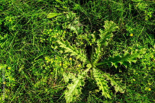 Φωτογραφία Prickly, spiky weed on a lawn