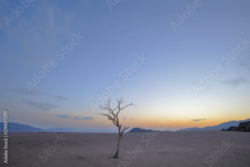 Lone dead tree before sunrise