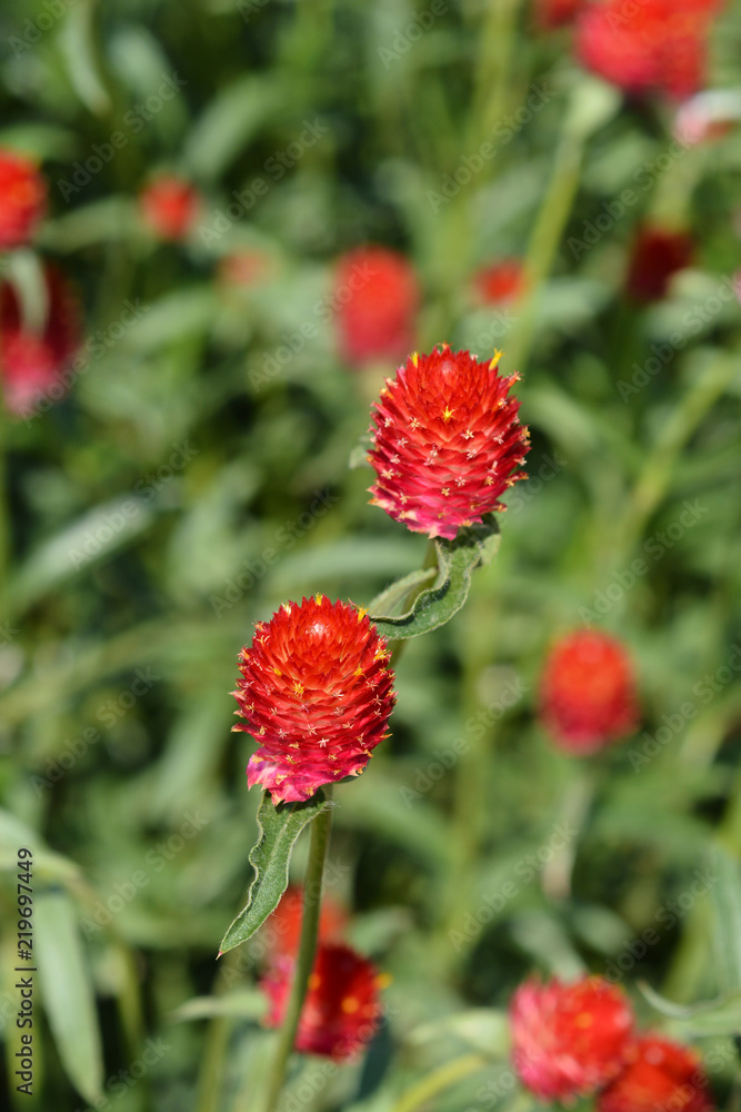 Red globe amaranth Red globe amaranth