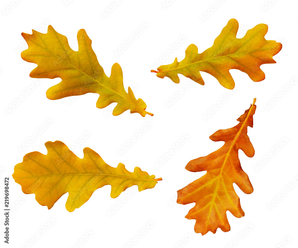 Obraz premium Set of yellow autumn oak leaves