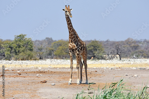Steppengiraffe  giraffa camelopardalis  am Wasserloch Ombika im Etosha Nationalpark  Namibia 