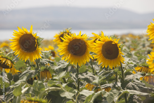 Fototapeta Naklejka Na Ścianę i Meble -  Colorful sunflower field and wind
