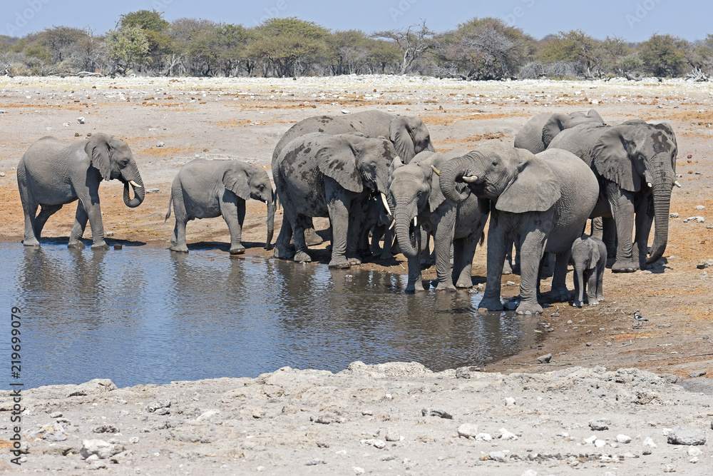 Obraz premium Elefantenherde (loxodonta africana) im Wasserloch Chudob im Etosha Nationalpark in Namibia