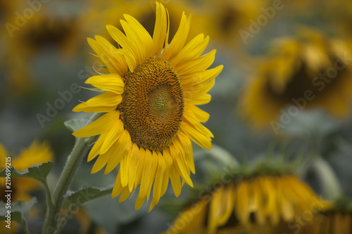 Fototapeta Naklejka Na Ścianę i Meble -  Colorful sunflower field and wind
