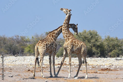 Steppengiraffen  giraffa camelopardalis  am Wasserloch Ombika im Etosha Nationalpark  Namibia 