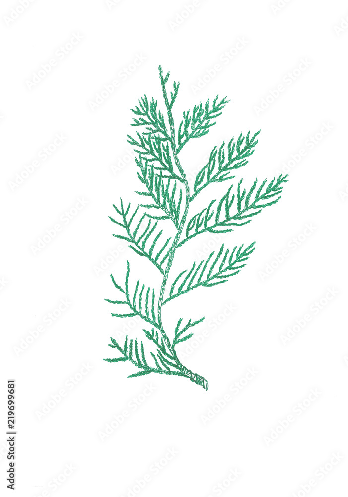 Hand-drawn green thuja branch isolated on white background Hand-drawn green thuja branch isolated on white background