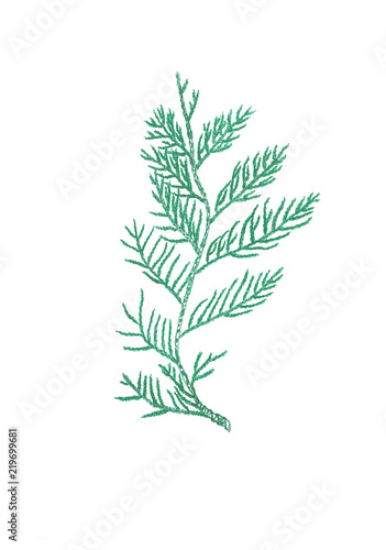 Hand-drawn green thuja branch isolated on white background
