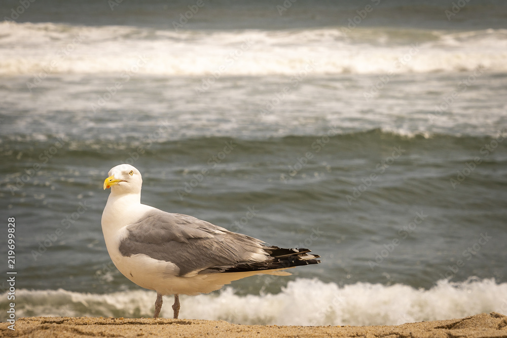 Obraz premium Amagansett