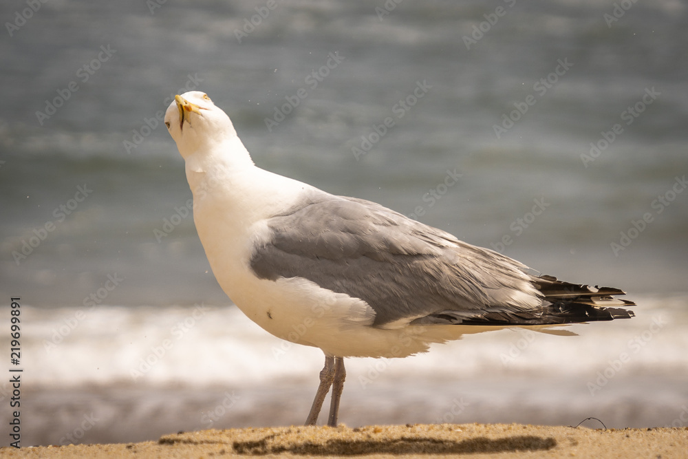 Fototapeta premium Amagansett