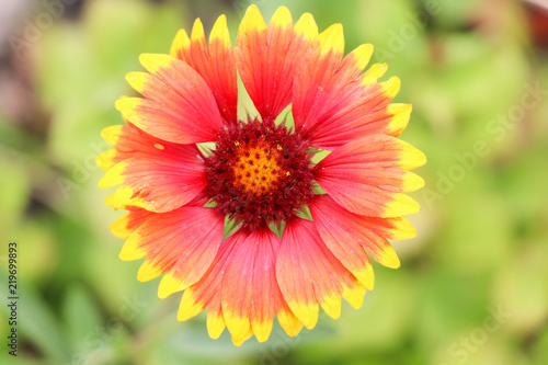 Flowering plant